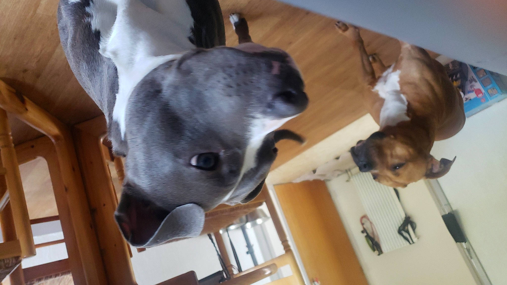 Rafàl a rejoint le concours — aidez-le/la à gagner de superbes lots ! canidae, carnivore, collar, companion_dog, dog, dog_breed, ear, fawn, felidae, fur, great_dane, mammal, small_to_medium_sized_cats, snout, sporting_group, tail, vertebrate, whiskers, wood, working_animal