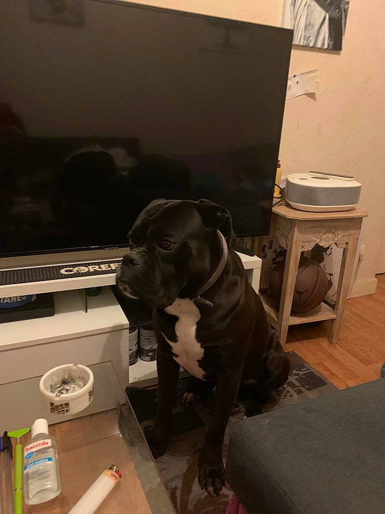 Bouddha a rejoint le concours — aidez-le/la à gagner de superbes lots ! american_pit_bull_terrier, bandog, boerboel, cane_corso, canidae, carnivore, dog, dog_breed, fawn, guard_dog, non_sporting_group, pit_bull, snout, sporting_group