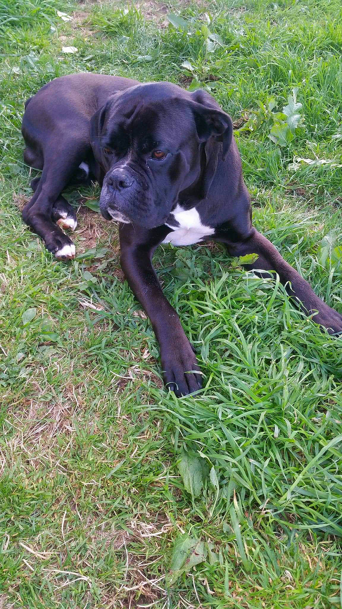 Bouddha participe au concours pour gagner de l'argent avec cette photo : bandog, borador, cane_corso, canidae, carnivore, dog, dog_breed, grass, guard_dog, hunting_dog, mammal, patterdale_terrier, rare_breed_dog, sporting_group, vertebrate