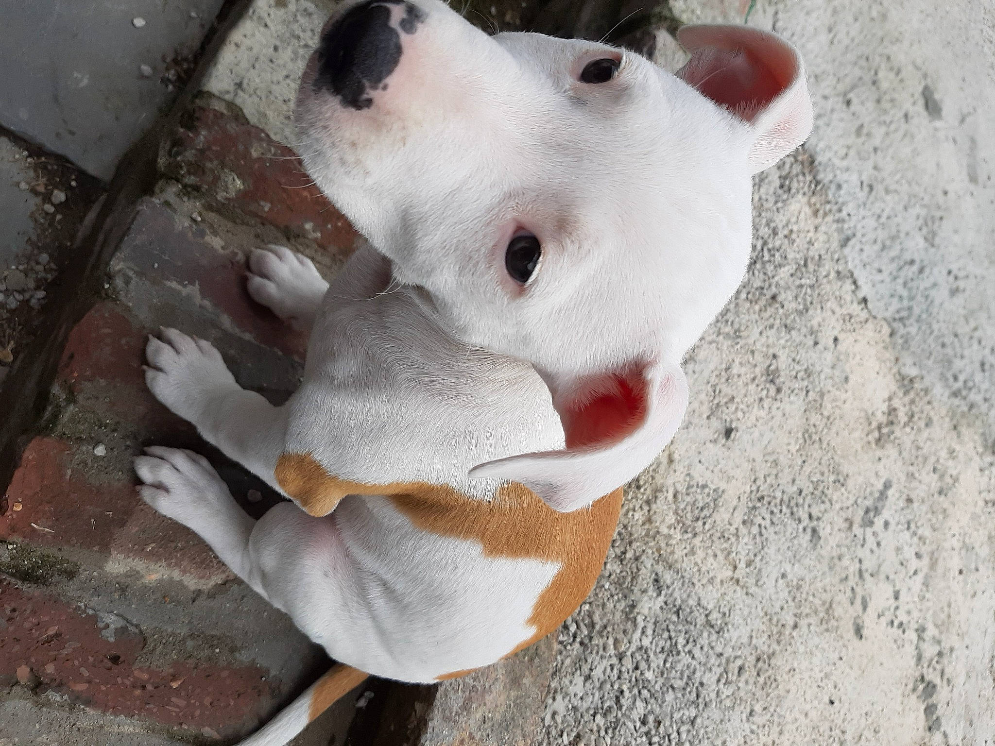 Seven participe au concours pour gagner de l'argent avec cette photo : ball, canidae, carmine, carnivore, companion_dog, dog, dog_breed, ear, fawn, football, fur, jaw, non_sporting_group, snout, sporting_group, terrestrial_animal, whiskers, working_animal