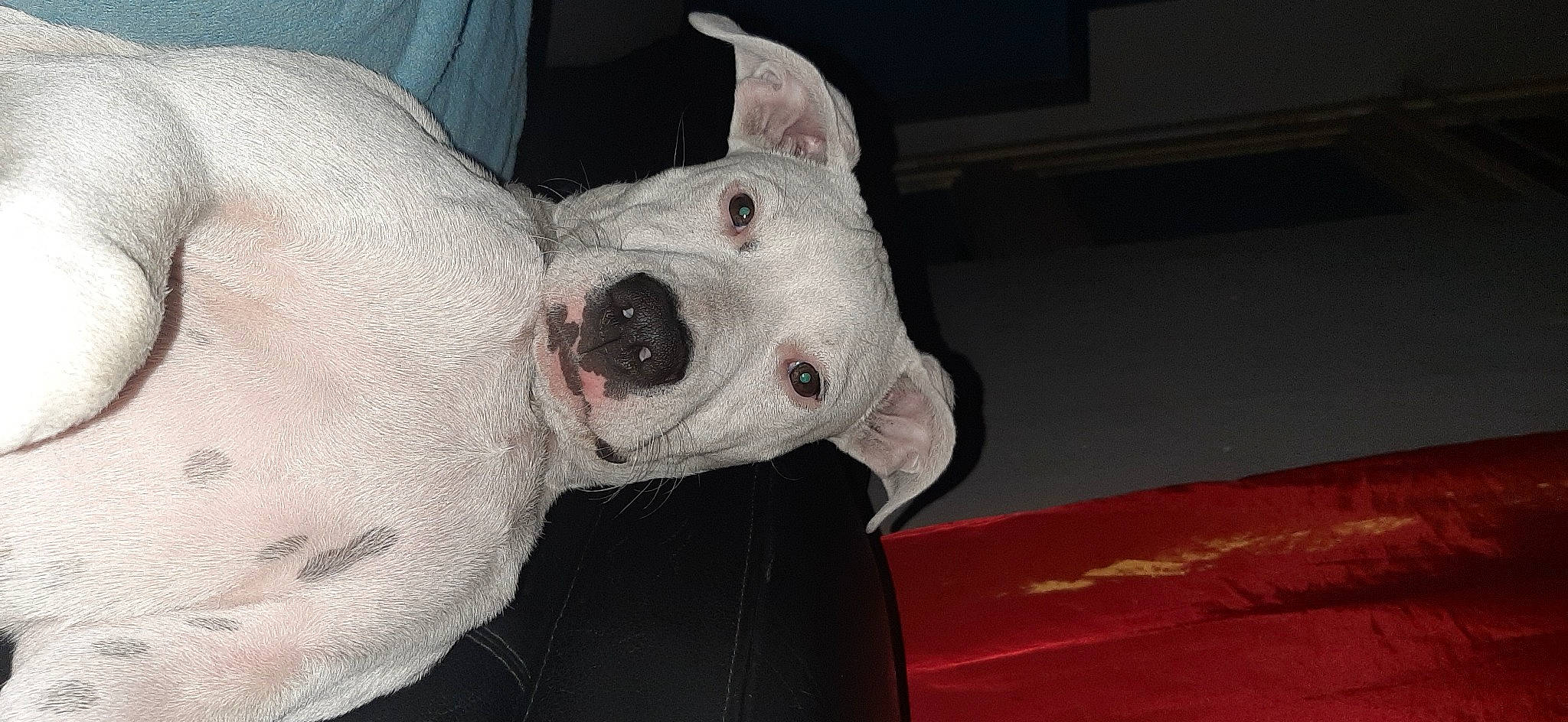 Seven participe au concours pour gagner de l'argent avec cette photo : bull_terrier, bull_terrier_miniature, canidae, carnivore, collar, companion_dog, dog, dog_breed, ear, english_white_terrier, fawn, jaw, non_sporting_group, old_english_terrier, snout, sporting_group, terrestrial_animal, whiskers