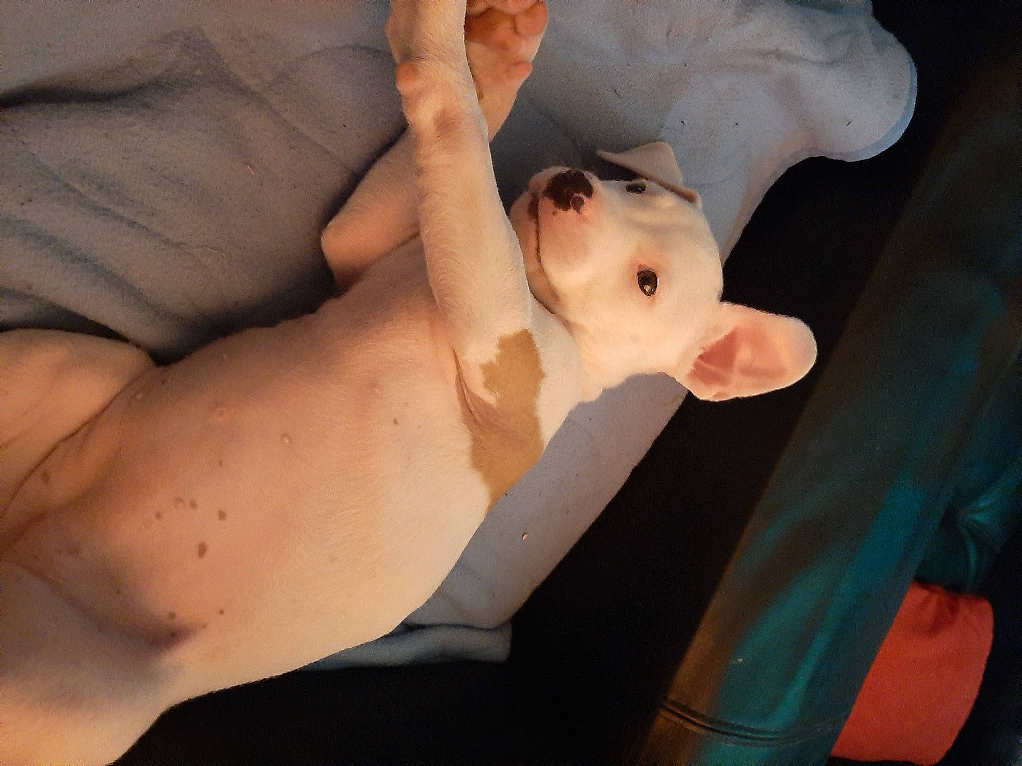 Seven a rejoint le concours — aidez-le/la à gagner de superbes lots ! abdomen, arm, chest, comfort, companion_dog, dog, dog_breed, elbow, fawn, finger, gesture, human_body, human_leg, jaw, knee, nail, snout, thumb, trunk, wrist