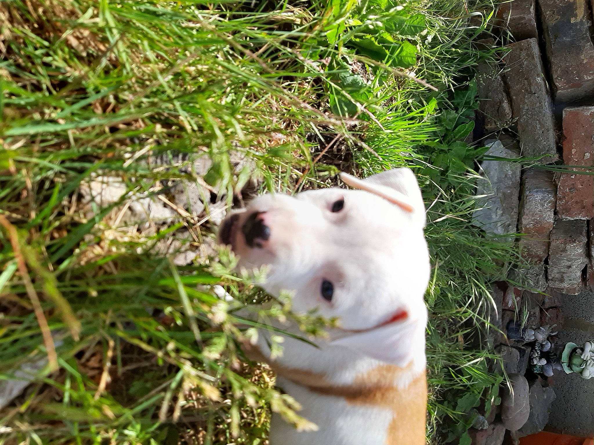 Seven a rejoint le concours — aidez-le/la à gagner de superbes lots ! canidae, carnivore, collar, companion_dog, dog, dog_breed, dog_collar, fawn, grass, jaw, kintamani, plant, retriever, snout, sporting_group, tail, terrestrial_animal, whiskers, working_animal, working_dog