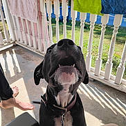 Grimmy joined the competition — help win amazing prizes! dog, black_dog, white_chest, collar, leash, porch, railing, towels, sunlight, shadow, barefoot, person, outdoor, happy, pet, animal, concrete_floor, greenery, daylight, close_up