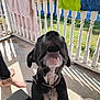 dog, black_dog, white_chest, collar, leash, porch, railing, towels, sunlight, shadow, barefoot, person, outdoor, happy, pet, animal, concrete_floor, greenery, daylight, close_up