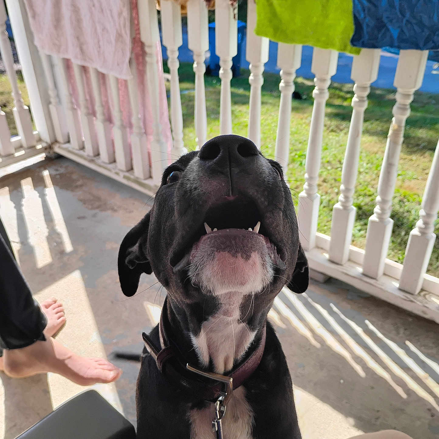 Grimmy joined the competition — help win amazing prizes! animal, barefoot, black_dog, close_up, collar, concrete_floor, daylight, dog, greenery, happy, leash, outdoor, person, pet, porch, railing, shadow, sunlight, towels, white_chest