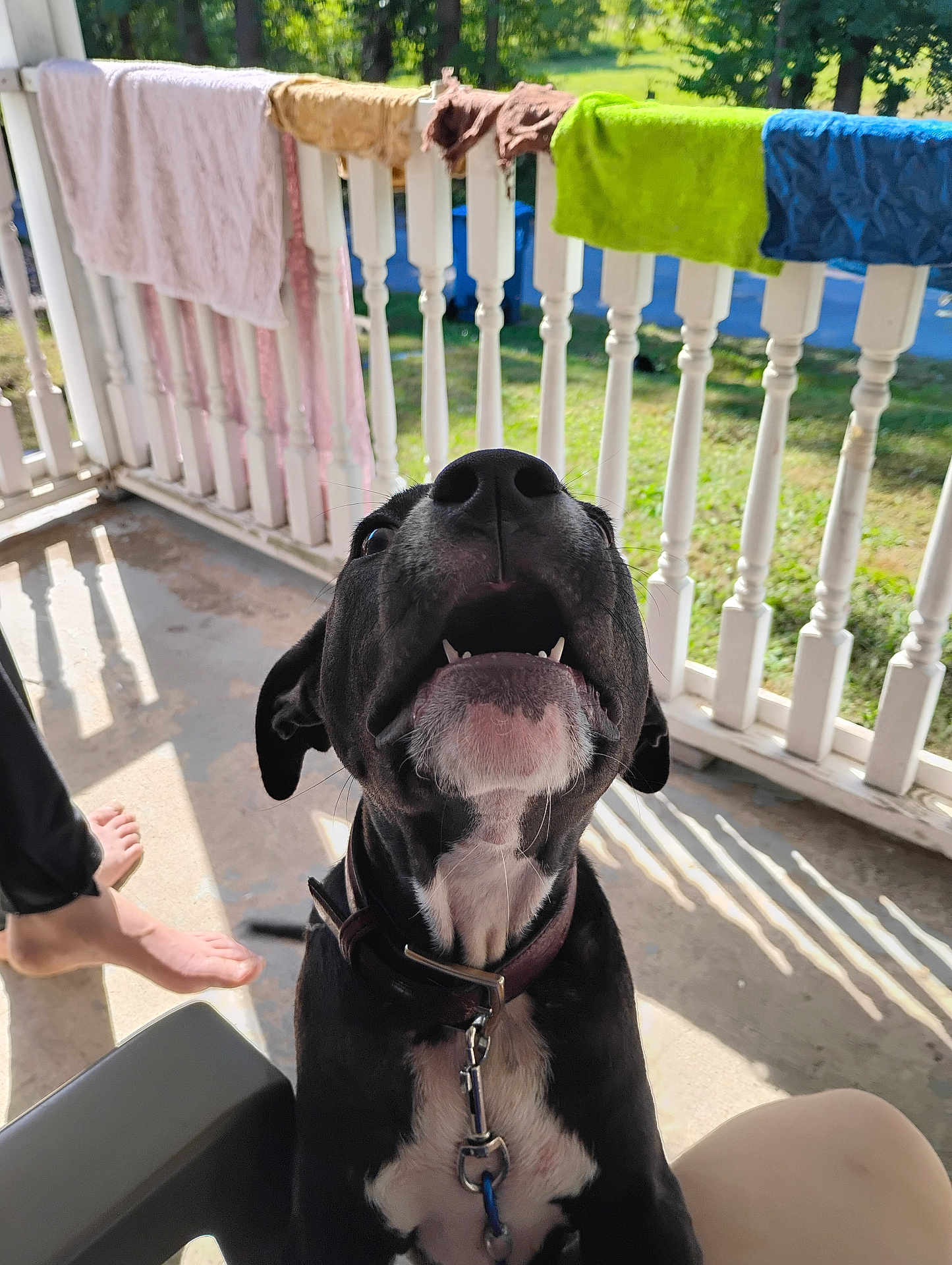 Grimmy joined the competition — help win amazing prizes! dog, black_dog, white_chest, collar, leash, porch, railing, towels, sunlight, shadow, barefoot, person, outdoor, happy, pet, animal, concrete_floor, greenery, daylight, close_up