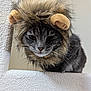 cat, animal, pet, lion_mane_hat, costume, feline, whiskers, fur, gray_cat, closeup, portrait, cute, indoor, texture, face, ears, looking_down, adorable, fluffy, costumed_pet