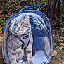 Lone Starr joined the competition — help win amazing prizes! cat, pet_carrier, backpack, transparent, outdoor, forest, wood, leaves, reflection, animal, feline, harness, nature, autumn, curious, closeup, sitting, daylight, greenery, plastic