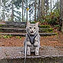 Lone Starr is registered to the contest to win money with this photo: cat, gray_cat, harness, forest, stone_steps, moss, outdoor, animal, pet, wide_eyes, leash, nature, trees, wet_ground, mossy, woodland, curious, sitting, feline, pathway
