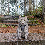 Lone Starr is registered to the contest to win money with this photo: cat, gray_cat, harness, forest, stone_steps, moss, outdoor, animal, pet, wide_eyes, leash, nature, trees, wet_ground, mossy, woodland, curious, sitting, feline, pathway
