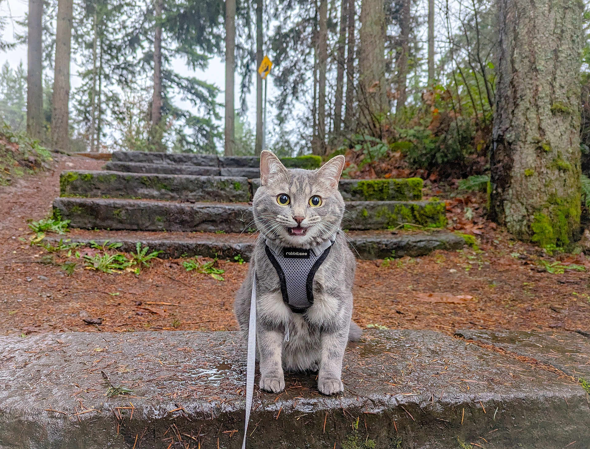 Lone Starr is registered to the contest to win money with this photo: cat, gray_cat, harness, forest, stone_steps, moss, outdoor, animal, pet, wide_eyes, leash, nature, trees, wet_ground, mossy, woodland, curious, sitting, feline, pathway