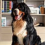 dog, bernese_mountain_dog, pet, sitting, tongue_out, indoor, bookshelf, books, fur, black_fur, white_fur, brown_markings, happy, portrait, shelf, cabinet, carpet, close_up, big_dog, well_groomed