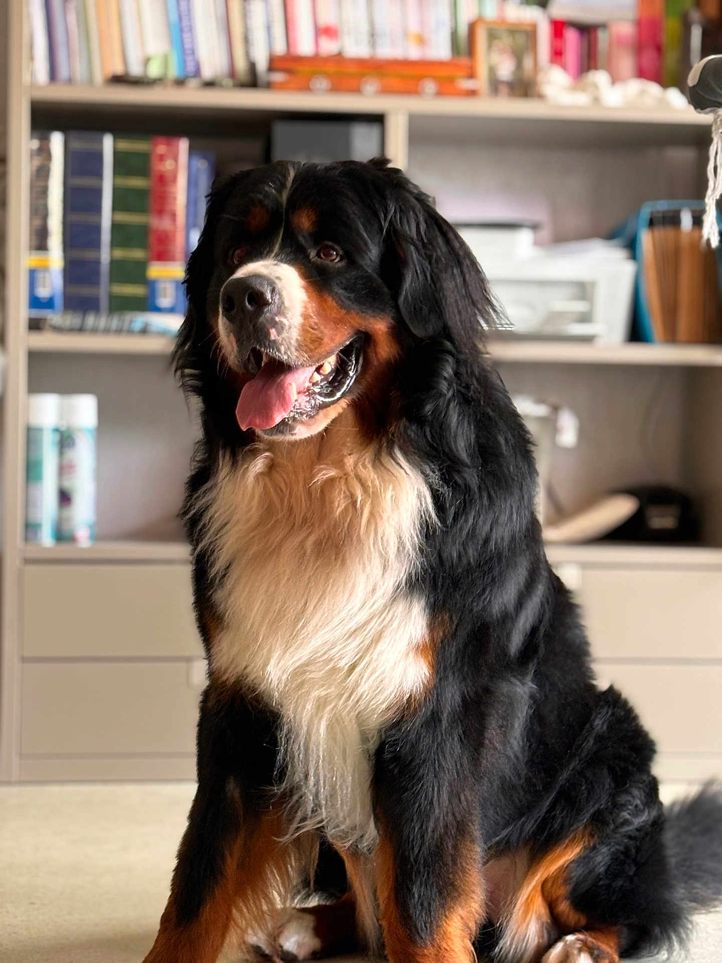 Taiko participe au concours pour gagner de l'argent avec cette photo : dog, bernese_mountain_dog, pet, sitting, tongue_out, indoor, bookshelf, books, fur, black_fur, white_fur, brown_markings, happy, portrait, shelf, cabinet, carpet, close_up, big_dog, well_groomed