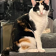 Valkyries a rejoint le concours — aidez-le/la à gagner de superbes lots ! cat, calico_cat, pet, indoor, sofa, couch, window, reflection, lamp, curtain, tail, paws, whiskers, feline, sitting, portrait, home_interior, cozy, domestic_animal, curious