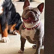 Saphir a rejoint le concours — aidez-le/la à gagner de superbes lots ! dog, french_bulldog, smiling, tongue_out, collar, pet, indoor, paws, short_muzzle, wrinkled_face, sitting, portrait, bokeh, blurred_background, bernese_guest, floor, furniture, happy, companion, houseplant