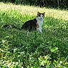 Chaussette participe au concours pour gagner de l'argent avec cette photo : animal, bush, calico_cat, cat, daylight, feline, field, flora, garden, grass, greenery, leaf, mammal, nature, outdoor, pet, plant, sitting, sunlight, wildlife