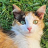Chaussette participe au concours pour gagner de l'argent avec cette photo : alert, animal, calico, cat, closeup, cute, daylight, ears, feline, fur, grass, green_eyes, lying_down, nature, outdoor, pet, pink_nose, portrait, relaxed, whiskers