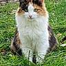 alert, animal, calico_cat, calm, cat, cute, eyes, feline, fur, garden, grass, greenery, mammal, nature, outdoor, pet, portrait, sitting, whiskers, wildlife