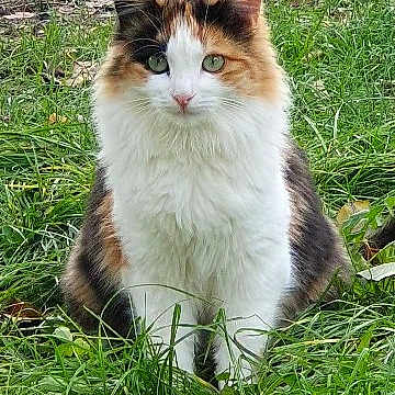 Chaussette a rejoint le concours — aidez-le/la à gagner de superbes lots ! alert, animal, calico_cat, calm, cat, cute, eyes, feline, fur, garden, grass, greenery, mammal, nature, outdoor, pet, portrait, sitting, whiskers, wildlife