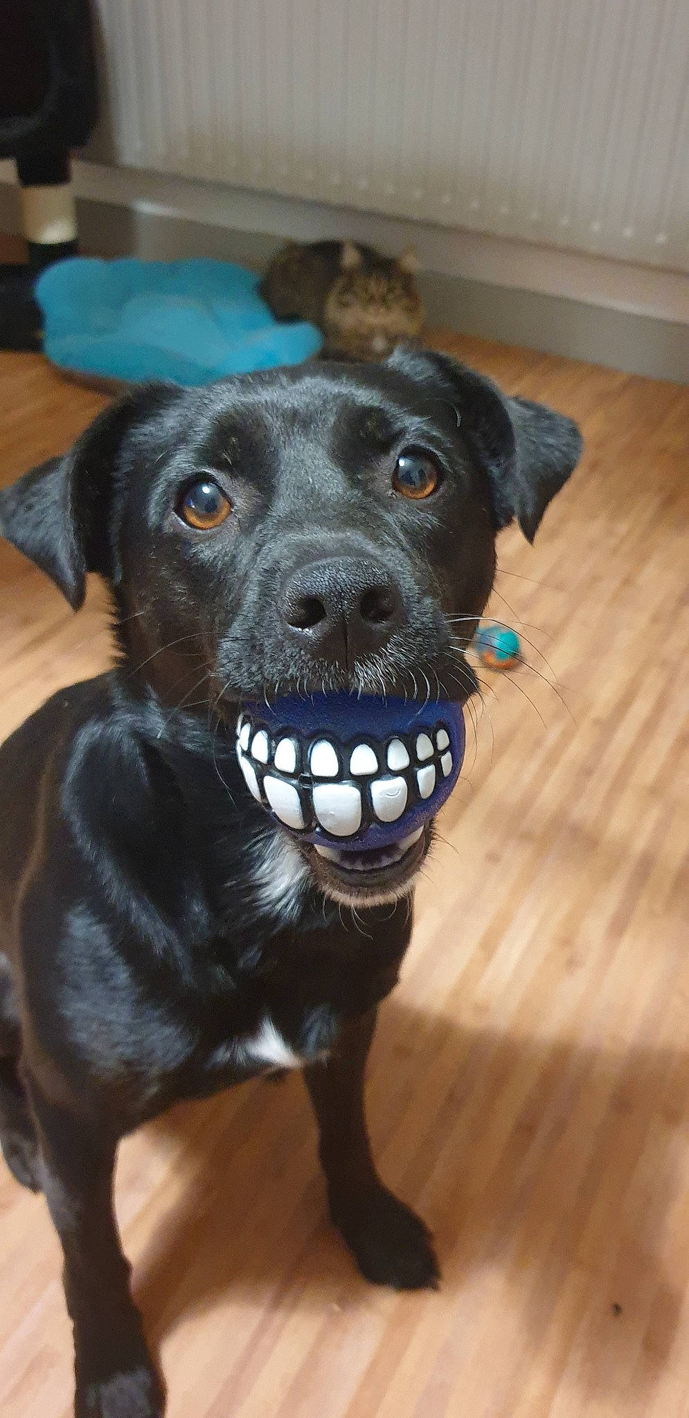 Maijor participe au concours pour gagner de l'argent avec cette photo : beagador, borador, canidae, carnivore, companion_dog, dog, dog_breed, dog_collar, feist, labrador_retriever, mammal, patterdale_terrier, rare_breed_dog, snout, sporting_group, whiskers