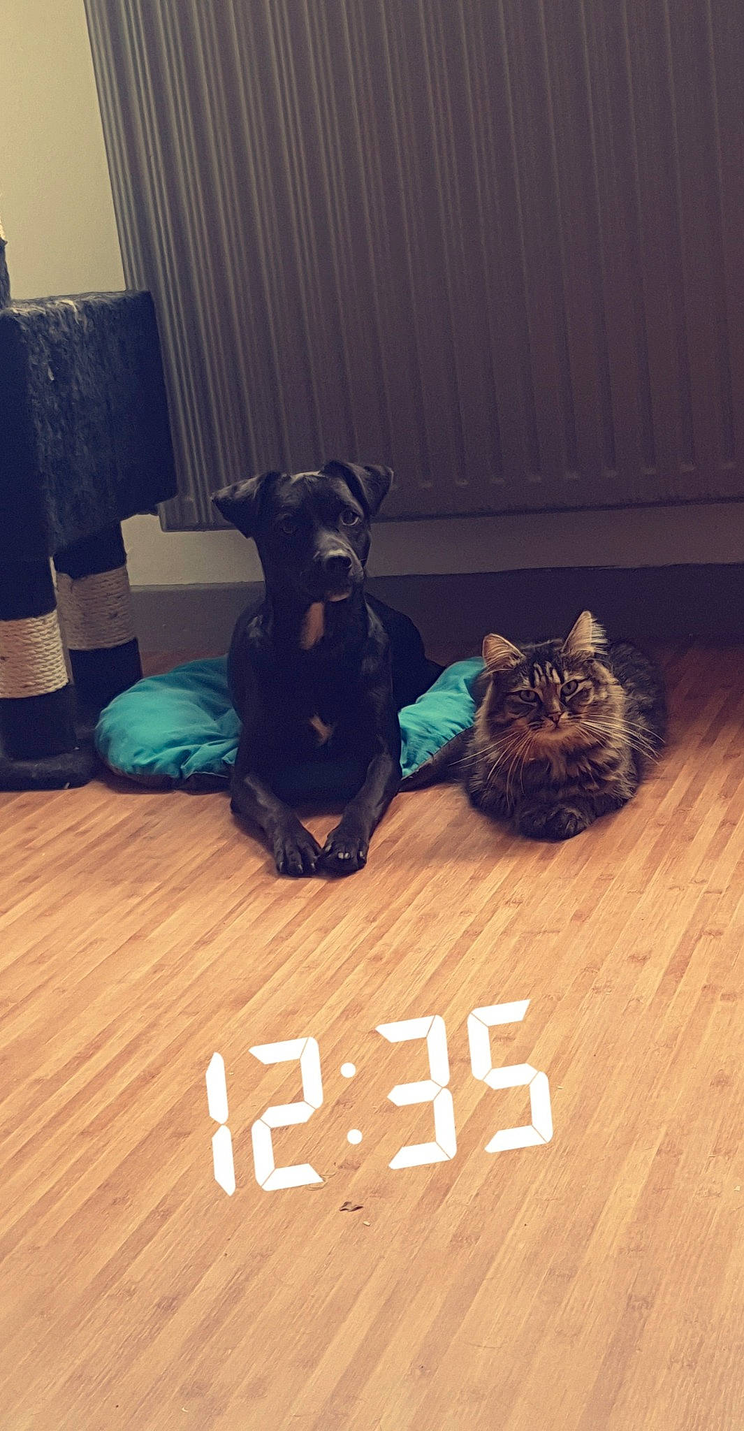 Maijor a rejoint le concours — aidez-le/la à gagner de superbes lots ! border_terrier, cairn_terrier, canidae, carnivore, cat, dog, dog_breed, felidae, floor, flooring, hardwood, miniature_schnauzer, photo_caption, puppy, schnauzer, tail, toy_dog, yorkshire_terrier