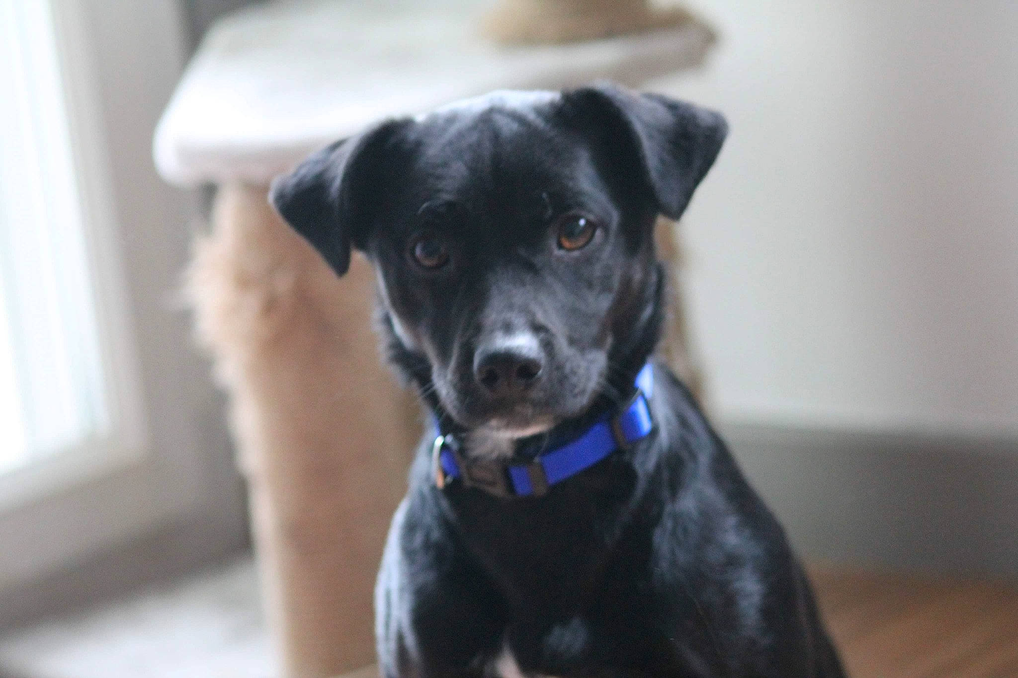 Maijor a rejoint le concours — aidez-le/la à gagner de superbes lots ! beagador, borador, canidae, carnivore, companion_dog, dog, dog_breed, dog_collar, ear, feist, labrador_retriever, mammal, nose, patterdale_terrier, potcake_dog, puppy, rare_breed_dog, snout, sporting_group, whiskers