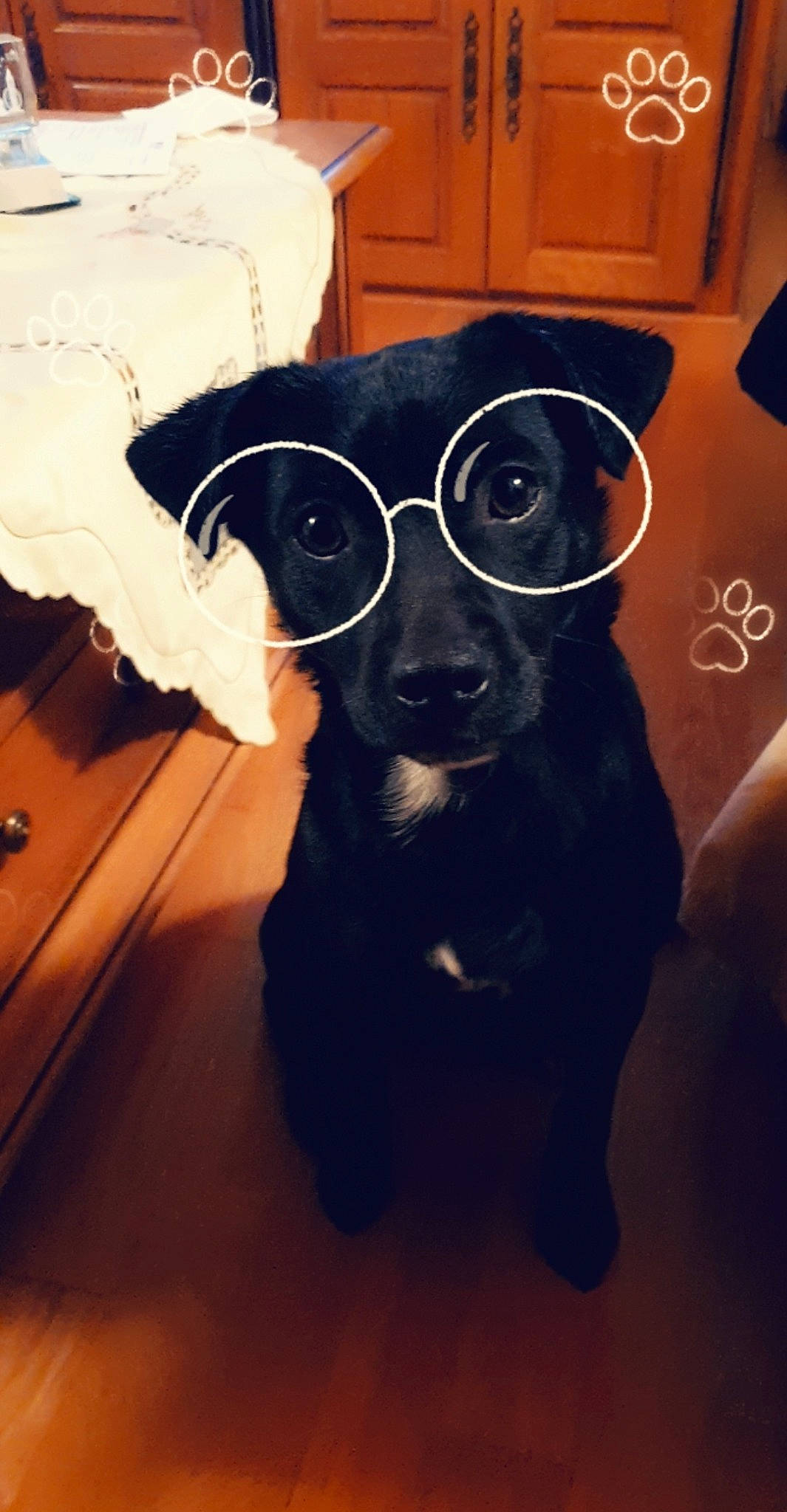 Maijor participe au concours pour gagner de l'argent avec cette photo : black, canidae, carnivore, companion_dog, cool, dog, dog_breed, eyewear, fur, glasses, nose, patterdale_terrier, personal_protective_equipment, puppy, selfie, snout, sporting_group, sunglasses, vision_care, whiskers