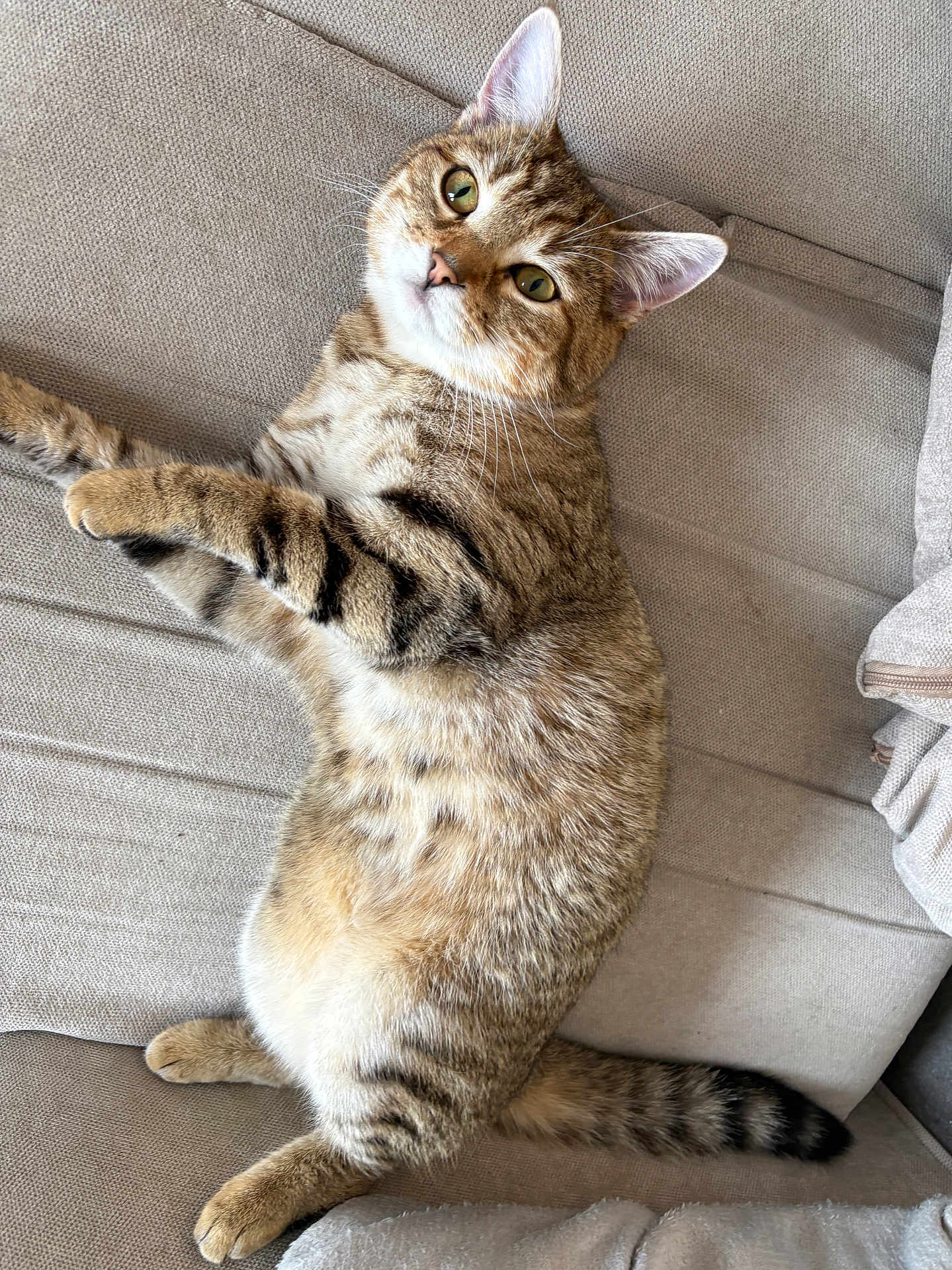 Mango is registered to the contest to win money with this photo: cat, tabby, pet, animal, feline, couch, indoor, relaxed, fur, striped, whiskers, ears, tail, green_eyes, comfort, resting, laying, home, cozy, cute