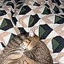 Mango is registered to the contest to win money with this photo: cat, tabby, sleeping, curled_up, bed, blanket, patterned_blanket, indoor, pet, fur, cute, resting, cozy, animal, domestic_cat, whiskers, ears, closed_eyes, relaxed, soft