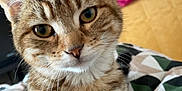 Mango joined the competition — help win amazing prizes! cat, tabby_cat, fur, whiskers, ears, eyes, pet, animal, indoor, blanket, pattern, bedroom, furniture, pink_cloth, curious, closeup, domestic_cat, portrait, sitting, cute