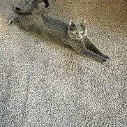 Bear joined the competition — help win amazing prizes! cat, gray_cat, carpet, indoor, pet, animal, feline, stretching, alert, fur, whiskers, ears, tail, paws, laying_down, domestic_cat, cute, house, floor, relaxed