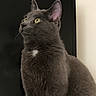 Bear is registered to the contest to win money with this photo: cat, gray_cat, yellow_eyes, indoor, pet, feline, portrait, screen, technology, phone_screenshot, animal, looking_away, ears, whiskers, fur, curious, domestic_cat, close_up, home, background