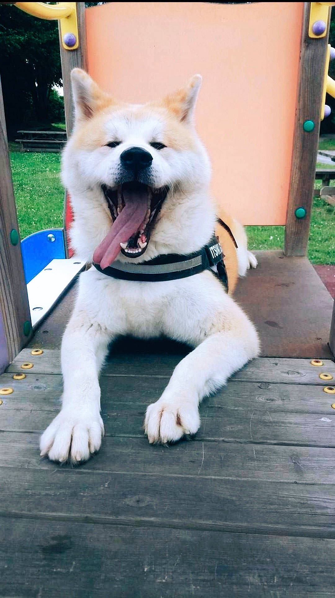 Itsuki participe au concours pour gagner de l'argent avec cette photo : ancient_dog_breeds, canidae, carnivore, collar, companion_dog, dog, dog_breed, dog_collar, dog_supply, fawn, fur, pet_supply, plant, snout, sporting_group, tail, tree, wood, working_animal, working_dog