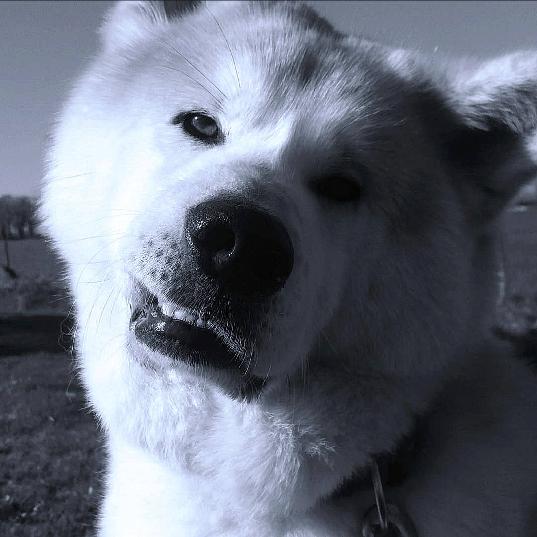 Itsuki a rejoint le concours — aidez-le/la à gagner de superbes lots ! ancient_dog_breeds, canidae, carnivore, close_up, companion_dog, dog, dog_breed, fur, monochrome, monochrome_photography, non_sporting_group, samoyed, snout, sporting_group, terrestrial_animal, volpino_italiano, whiskers, working_animal, working_dog