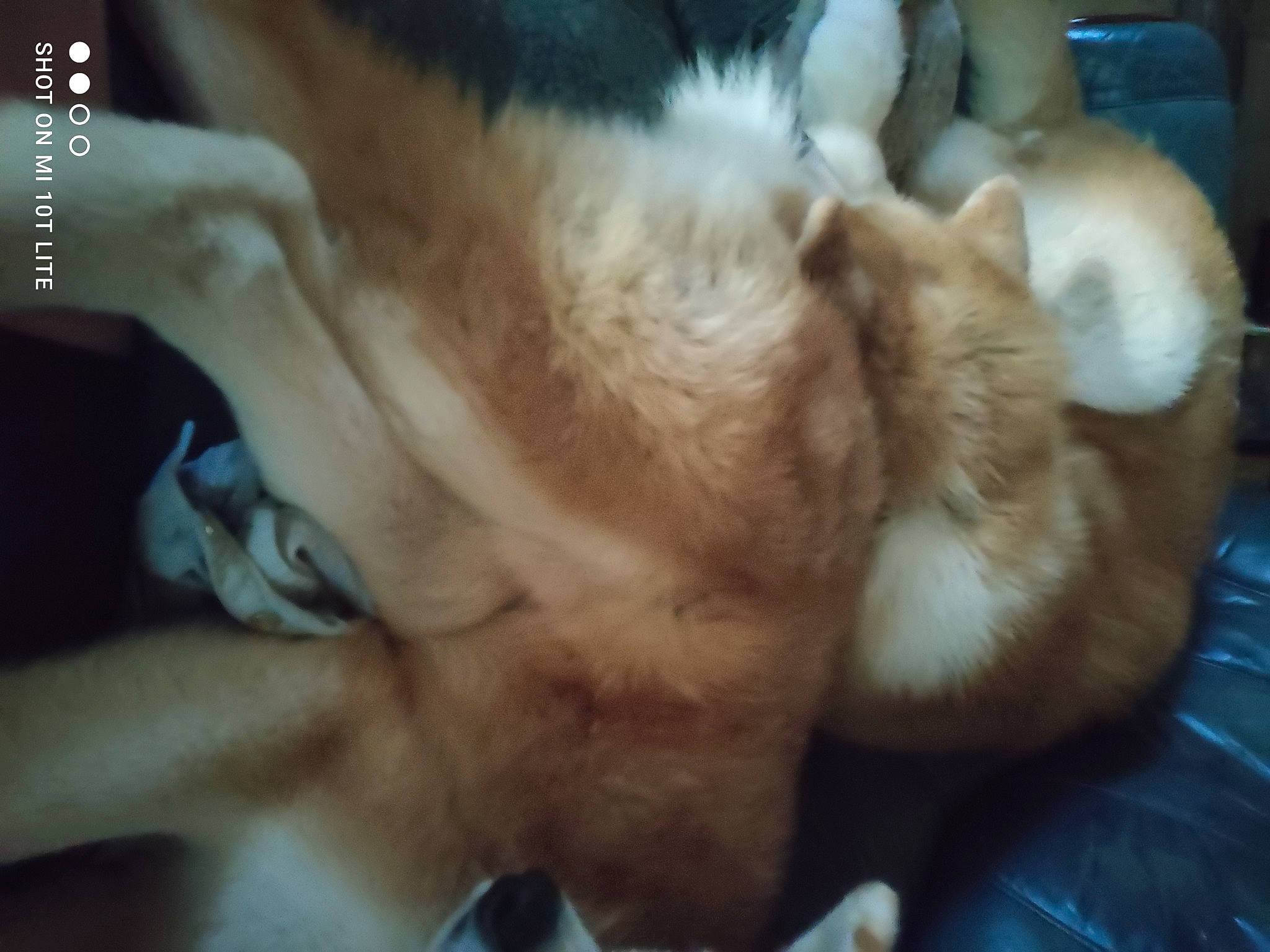 Itsuki a rejoint le concours — aidez-le/la à gagner de superbes lots ! canidae, carnivore, cat, chest, claw, comfort, companion_dog, dog_breed, domestic_short_haired_cat, ear, fawn, felidae, fur, gesture, paw, small_to_medium_sized_cats, snout, sporting_group, tail, whiskers