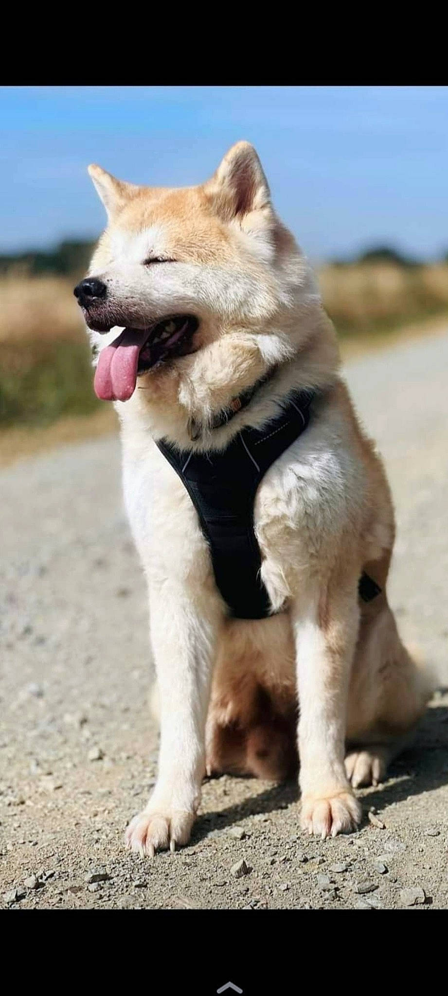 Itsuki a rejoint le concours — aidez-le/la à gagner de superbes lots ! canidae, canis, carnivore, collar, companion_dog, dog, dog_breed, dog_collar, dog_supply, fang, fawn, fur, pet_supply, sky, snout, sporting_group, tail, terrestrial_animal, working_animal, working_dog