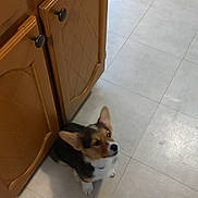Toby is registered to the contest to win money with this photo: dog, corgi, puppy, indoor, kitchen, floor, tile, cabinet, wood, brown, white, pet, animal, ears, sitting, cute, looking_up, waiting, adorable, companion