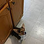 dog, corgi, puppy, indoor, kitchen, floor, tile, cabinet, wood, brown, white, pet, animal, ears, sitting, cute, looking_up, waiting, adorable, companion