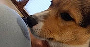 Toby is registered to the contest to win money with this photo: animal, blinds, close_up, collar, curious, dog, domestic, ears, fabric, fur, human_hand, indoor, knees, light_blue, nose, paw, pet, side_profile, snout, window