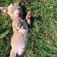 Millie is registered to the contest to win money with this photo: puppy, dog, grass, outdoor, sunlight, pet, animal, playful, young, cute, lying_down, paw, ears, nose, fur, nature, summer, relaxed, tongue, small