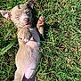 animal, cute, dog, ears, fur, grass, lying_down, nature, nose, outdoor, paw, pet, playful, puppy, relaxed, small, summer, sunlight, tongue, young