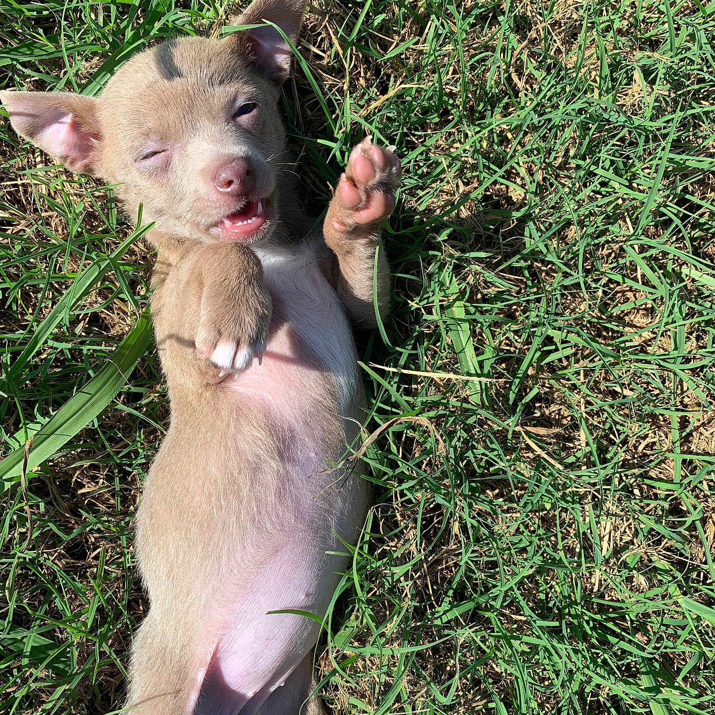Millie is registered to the contest to win money with this photo: animal, cute, dog, ears, fur, grass, lying_down, nature, nose, outdoor, paw, pet, playful, puppy, relaxed, small, summer, sunlight, tongue, young