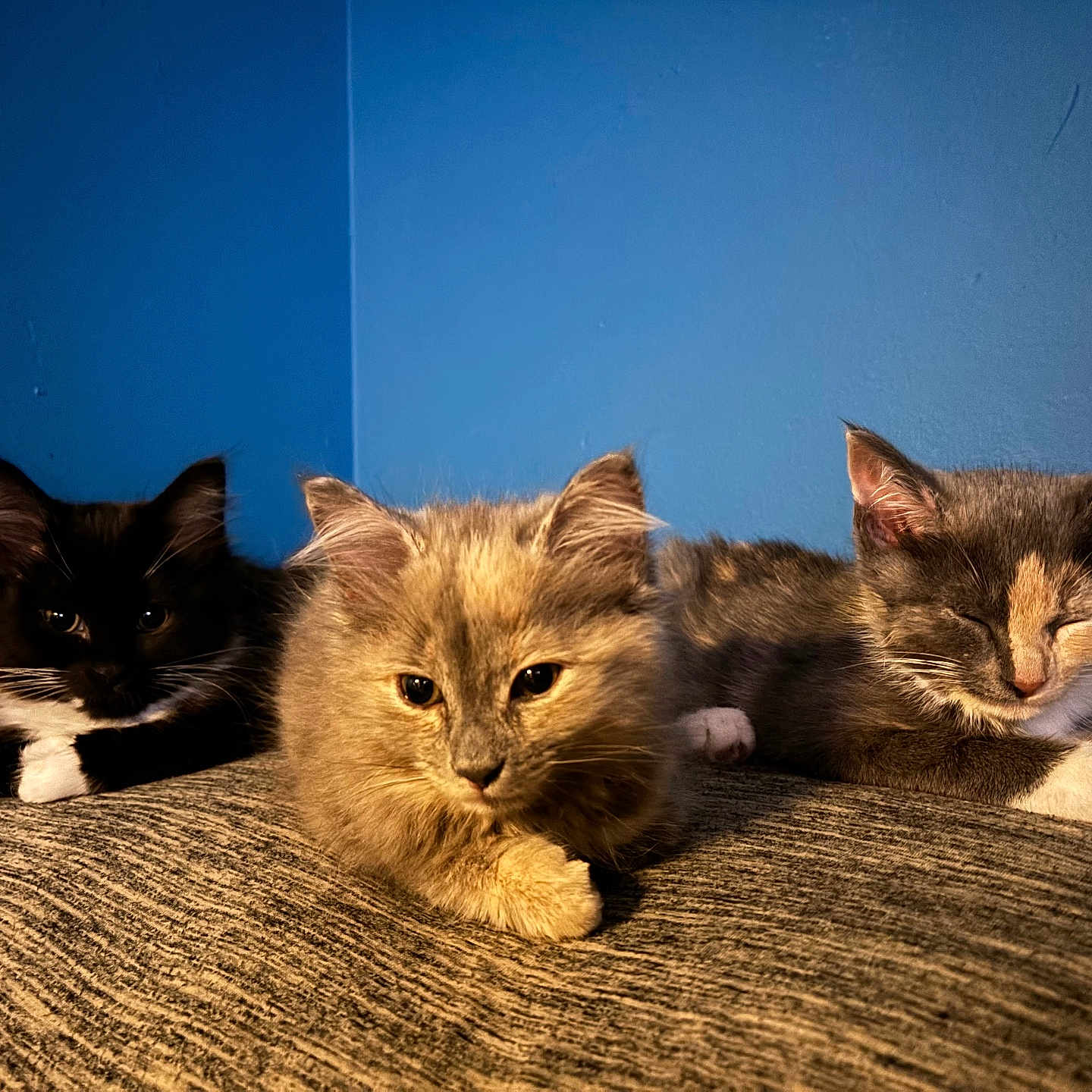 Doofey is registered to the contest to win money with this photo: animal, blue_wall, cat, cozy, curious, cute, domestic_cat, feline, fur, indoor, kitten, paw, pet, relaxed, resting, sleepy, texture, three_animals, whiskers, young