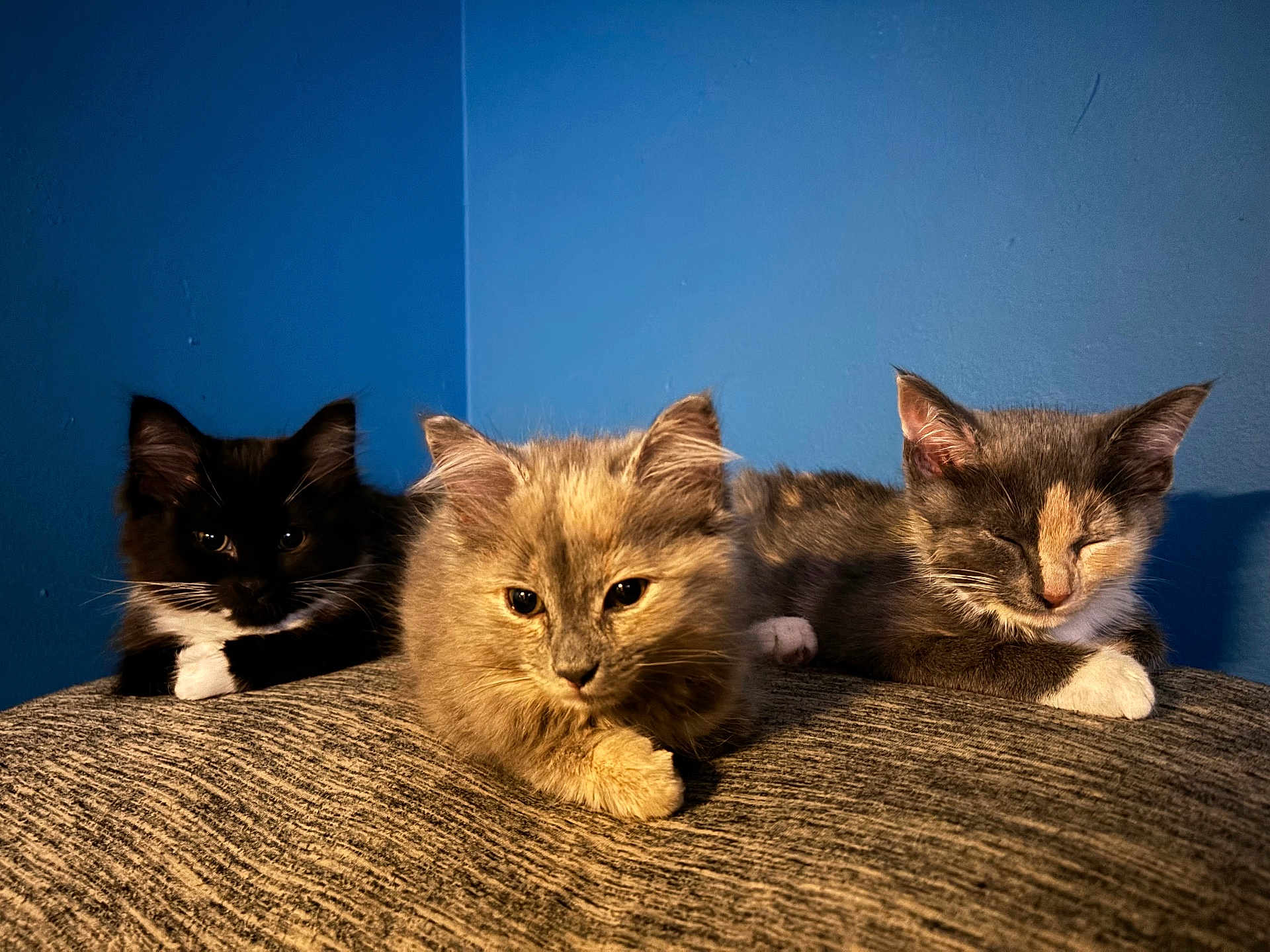 Doofey is registered to the contest to win money with this photo: kitten, cat, animal, pet, feline, cute, fur, resting, indoor, blue_wall, texture, cozy, relaxed, three_animals, young, whiskers, paw, sleepy, curious, domestic_cat