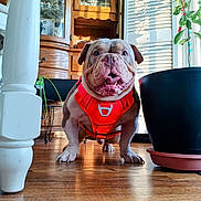 Ghost joined the competition — help win amazing prizes! animal, bulldog, cabinet, close_up, cute, dog, floor, flower_pot, furniture, happy, harness, indoor, pet, plant, red_harness, small_dog, smiling, sunlight, tongue_out, wooden_floor