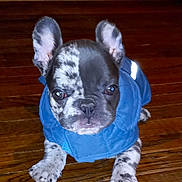 Max is registered to the contest to win money with this photo: adorable, animal, blue_jacket, canine, companion, cute, dog, domestic, ears, french_bulldog, fur, indoor, looking_at_camera, lying_down, pet, puppy, small, spotted, wooden_floor, young
