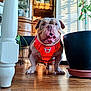 Max is registered to the contest to win money with this photo: animal, bulldog, cabinet, close_up, cute, dog, floor, flower_pot, furniture, happy, harness, indoor, pet, plant, red_harness, small_dog, smiling, sunlight, tongue_out, wooden_floor