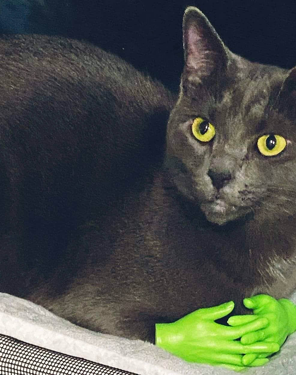 Mini is registered to the contest to win money with this photo: carnivore, cat, domestic_short_haired_cat, felidae, fur, grey, russian_blue, small_to_medium_sized_cats, snout, whiskers