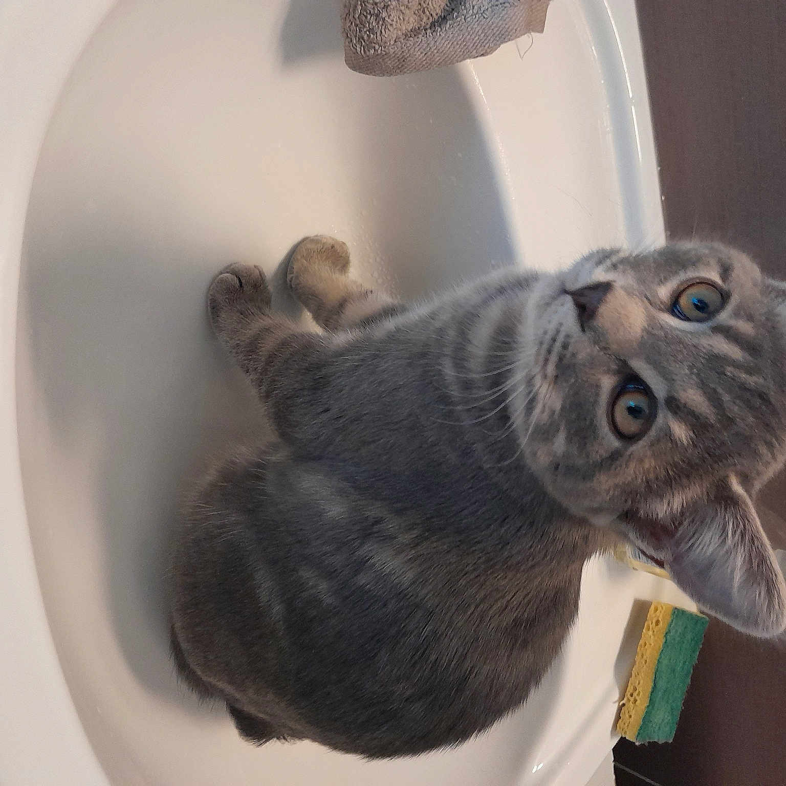 Titou a rejoint le concours — aidez-le/la à gagner de superbes lots ! carnivore, cat, circle, claw, domestic_short_haired_cat, ear, felidae, fur, room, russian_blue, small_to_medium_sized_cats, tail, whiskers